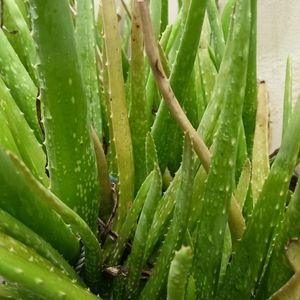 Aloe Vera Plant 🌵