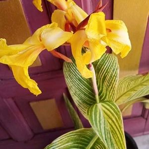 Variegated Canna Id-striped Beauty