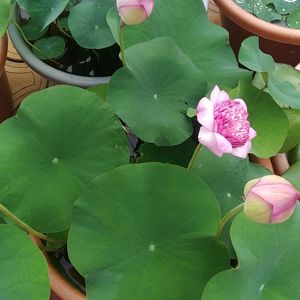 Lotus Plant Rizohme