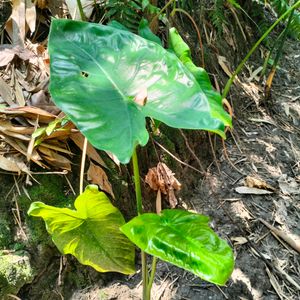 Tropical Alocasia Macrorrhizos Jardin Des Plant