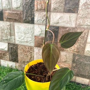 Philodendron Micans