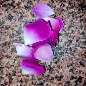 Dried Rose Petals For Craft, Herbal, Decor, Pujan