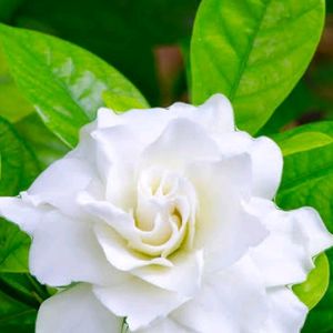 Cape Jasmine Plant Cutting Pack Of 1