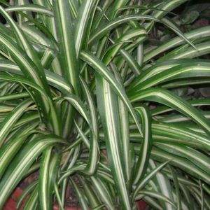 Spider Plant With Roots