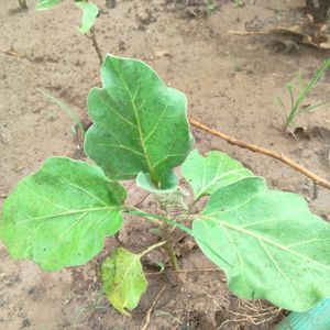 Brinjal And Flower Plant Combo 2