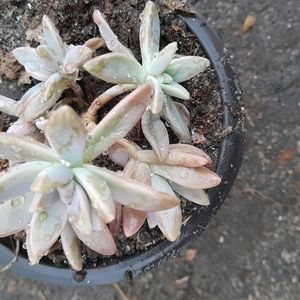 Pachyphytum hookeri Succulent Plant