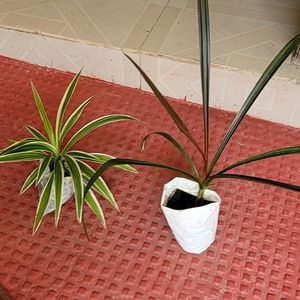 Pack 2 Pandanus veitchii & Ugaoo Cordyline Plants