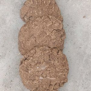 Cow Dung Cake