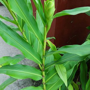 Dolon Chapa Flower Plant