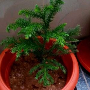 Chritsmas Plant Live  Indoor / Outdoor