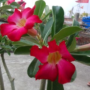 Adenium Plant