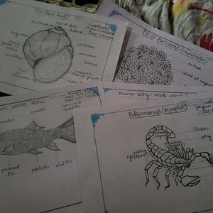 Drawing Papers For ZOOLOGY Record