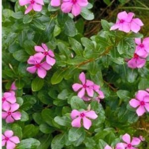 Pink Beautiful Sadabhaar Flower Plants