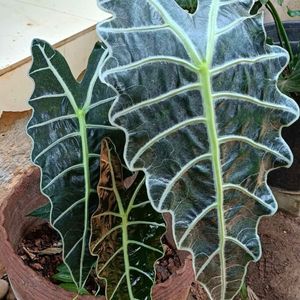 Alocasia Amazonica Big Plant