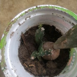 Combo Of 2 Variety Cactus Plant Wth Root