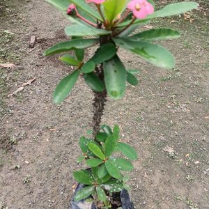 Euphorbia Flower (Pink Color💕)