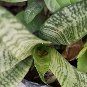 Air Purifier/Snake Plant