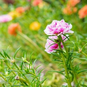 Portulaca💖 Flower 🌺🌻🌹🌷