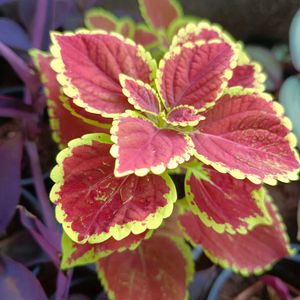 3 different Varieties Of Coleus Beautiful