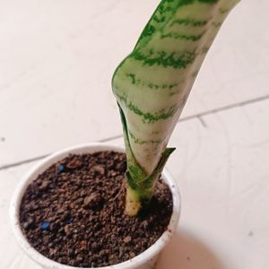 Snake/Sansiviera Plant