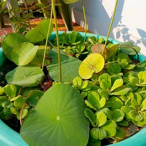 Water Lettuce/Cabbage, Aquatic Plant