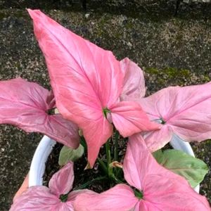 Combo Of 2  Plant Broken Heart+ Pink Sygonium