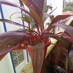 Cordyline Fruticosa Plant+ Caladium Plant Whole