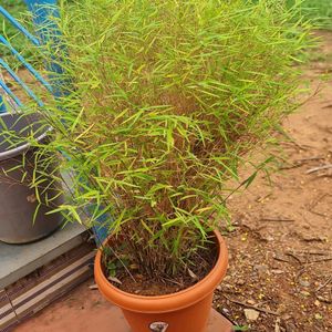 Bamboo Grass ( Not Full Pot 25 To 30 Streeps)