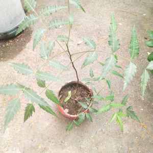 Neem Plant With Healthy Root