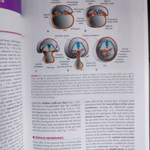 LANGMAN HUMAN EMBRYOLOGY