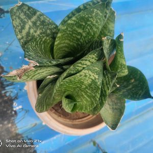 Money Plant Alovera