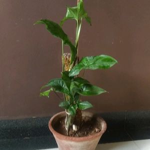 Sygonium Arrow Green Nyon Live Plant