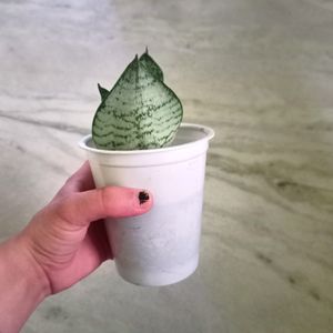 Dwarf Snake Plant In White Plastic Glass