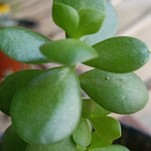 Jade Plant