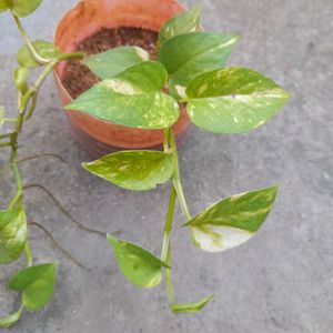 Live Money Plant With Pot