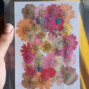 40 In 1 Pressed Flowers