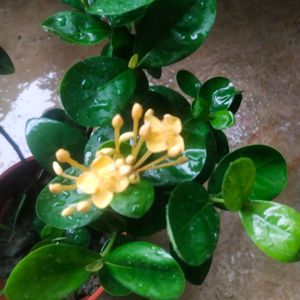 Beautiful Yellow Ixora ( Rangon ) Plant