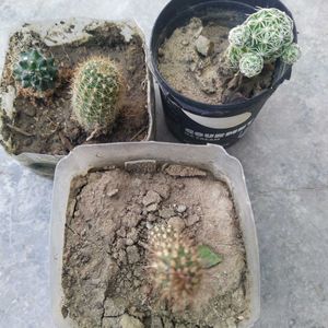 Cactus Plant Combo