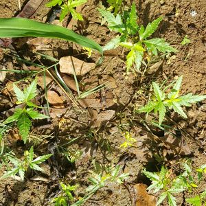 Neem Plant Saplings For Thanks Giving Gift