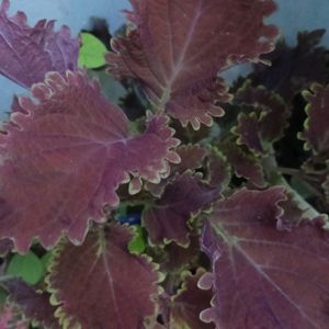 Coleus