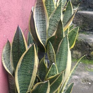 Snake Plant