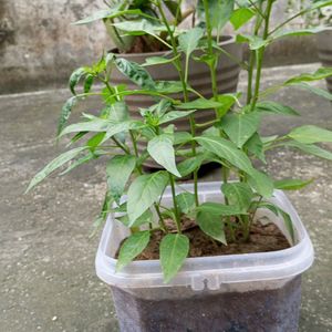 Green And Red Chilli 🌱Plant