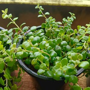 Tangled Heart Plant With Pot