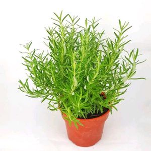 Rosemary Live Plant