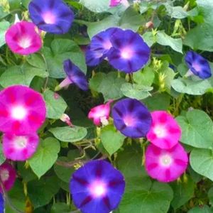 Morning Glory Mix Color High Quality Seeds