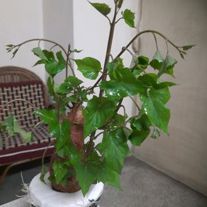 Sweet Potato Plant