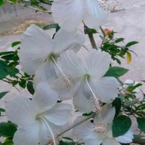 Combo Of 3 Color Hibiscus Cutting Available
