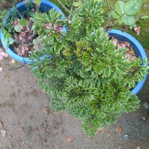 Beautiful Plant (3 nos )