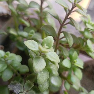 Tangled Heart Hanging Plant