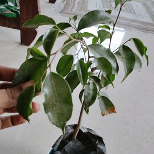 Ficus Plant With Pot & 5 Plan